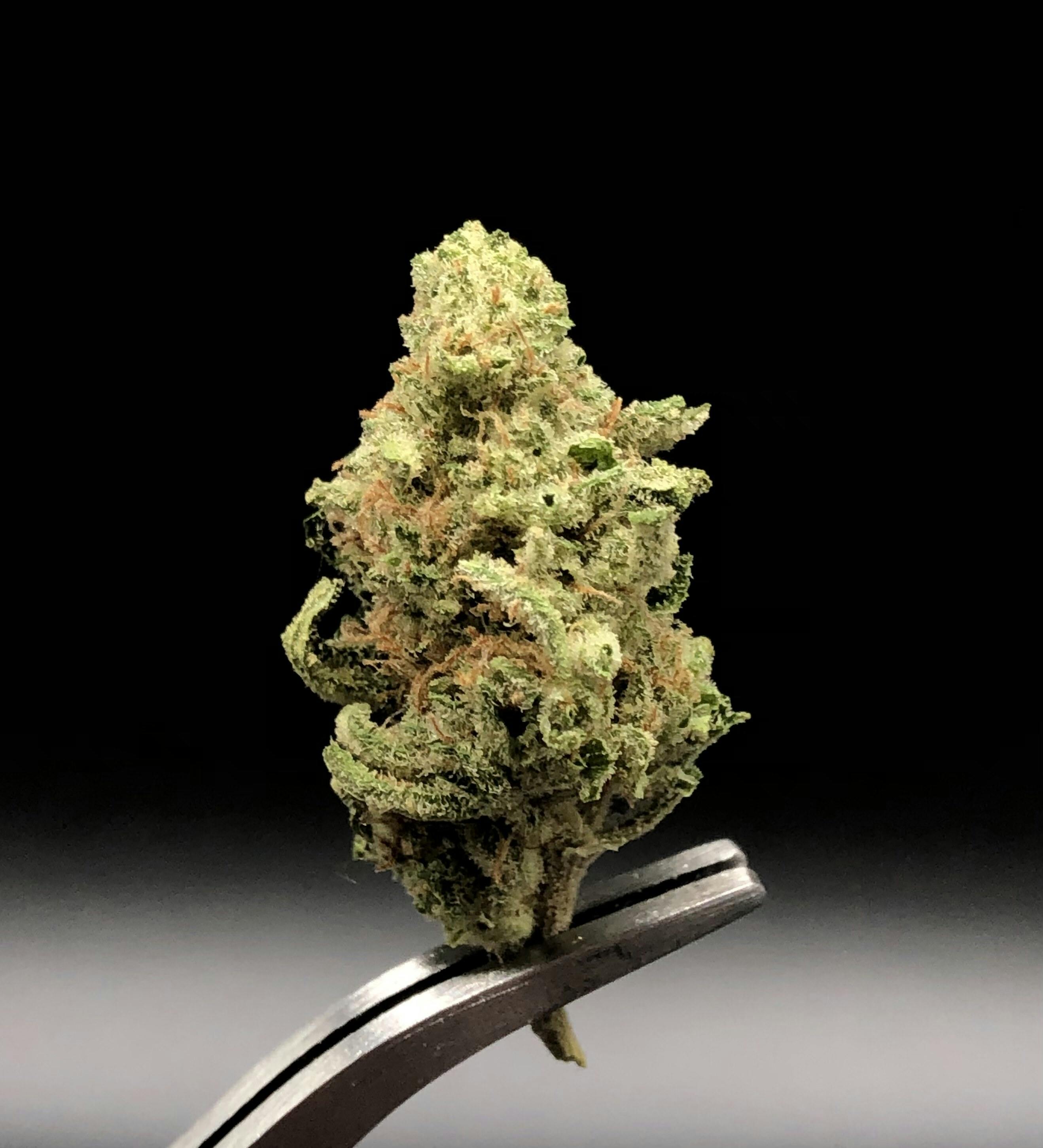 Grease Monkey - 27.81% THC 3.18% Terps