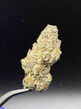 Buddha - 27.48% THC 2.63% Terps