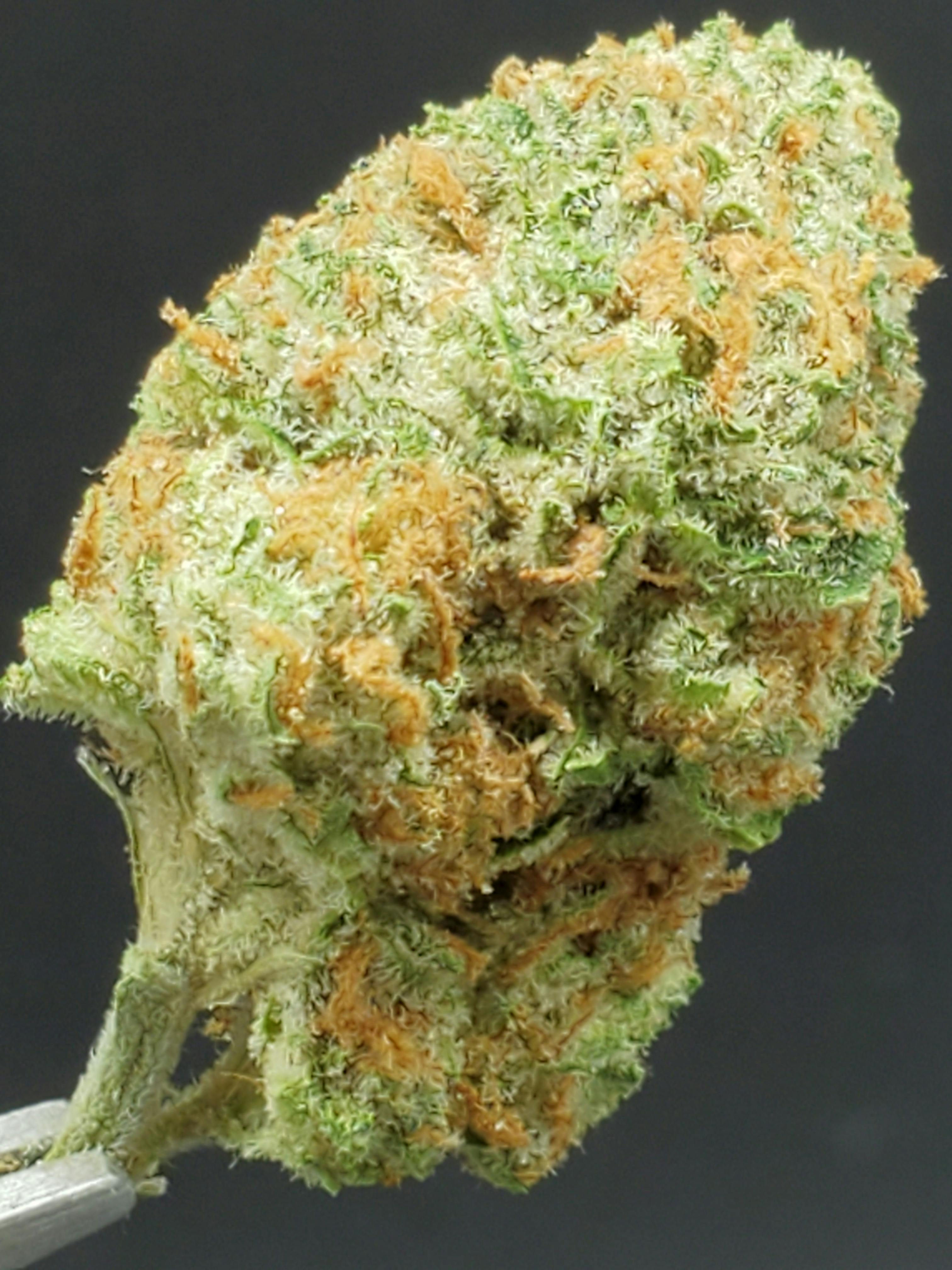Baby Joker Big Bud