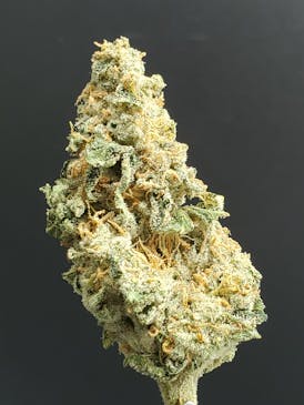 Hippie Headband (Big Bud) - 25.88% THC