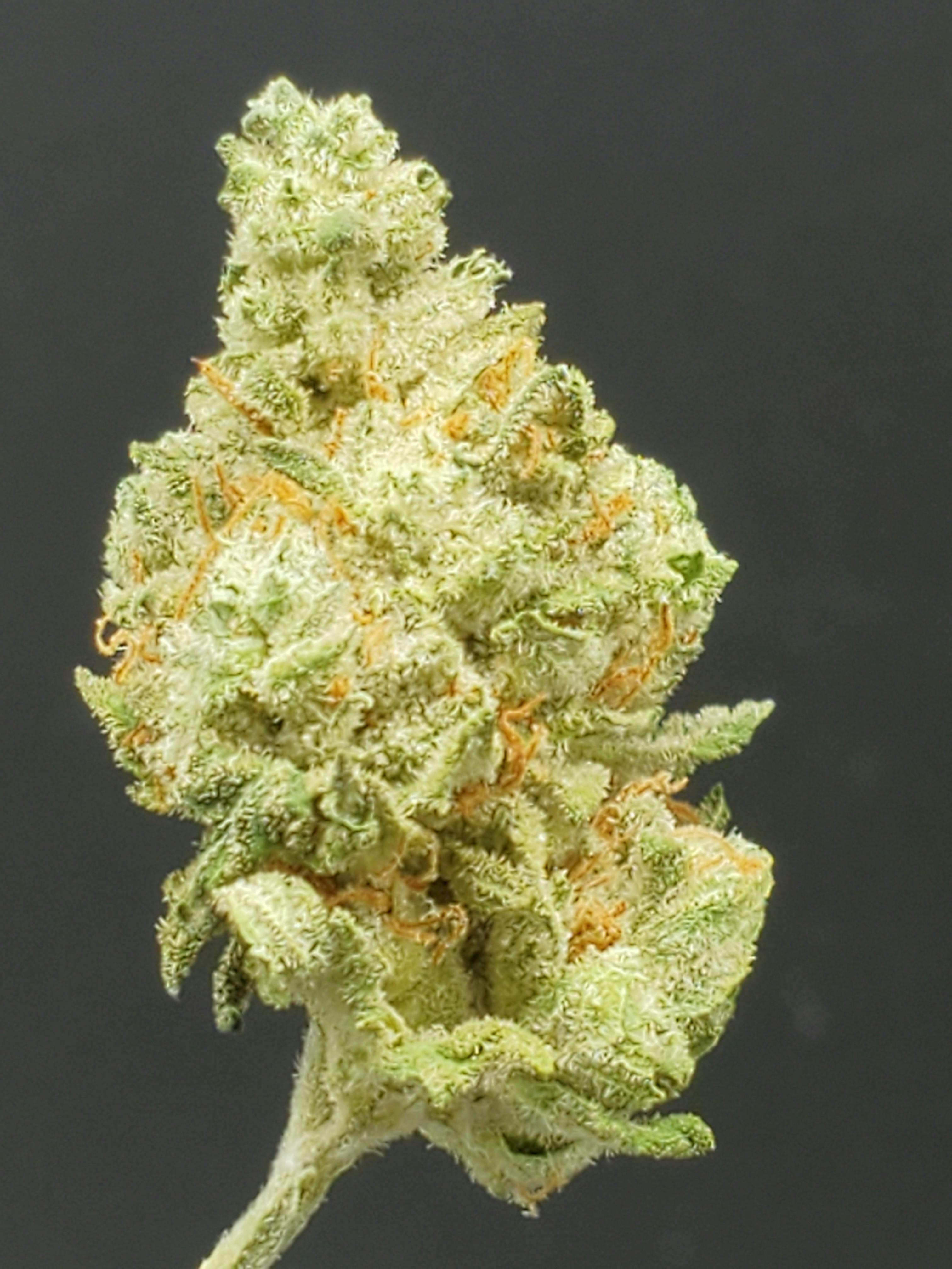 Candy Temple - 29.16% THC 2.52% Terps