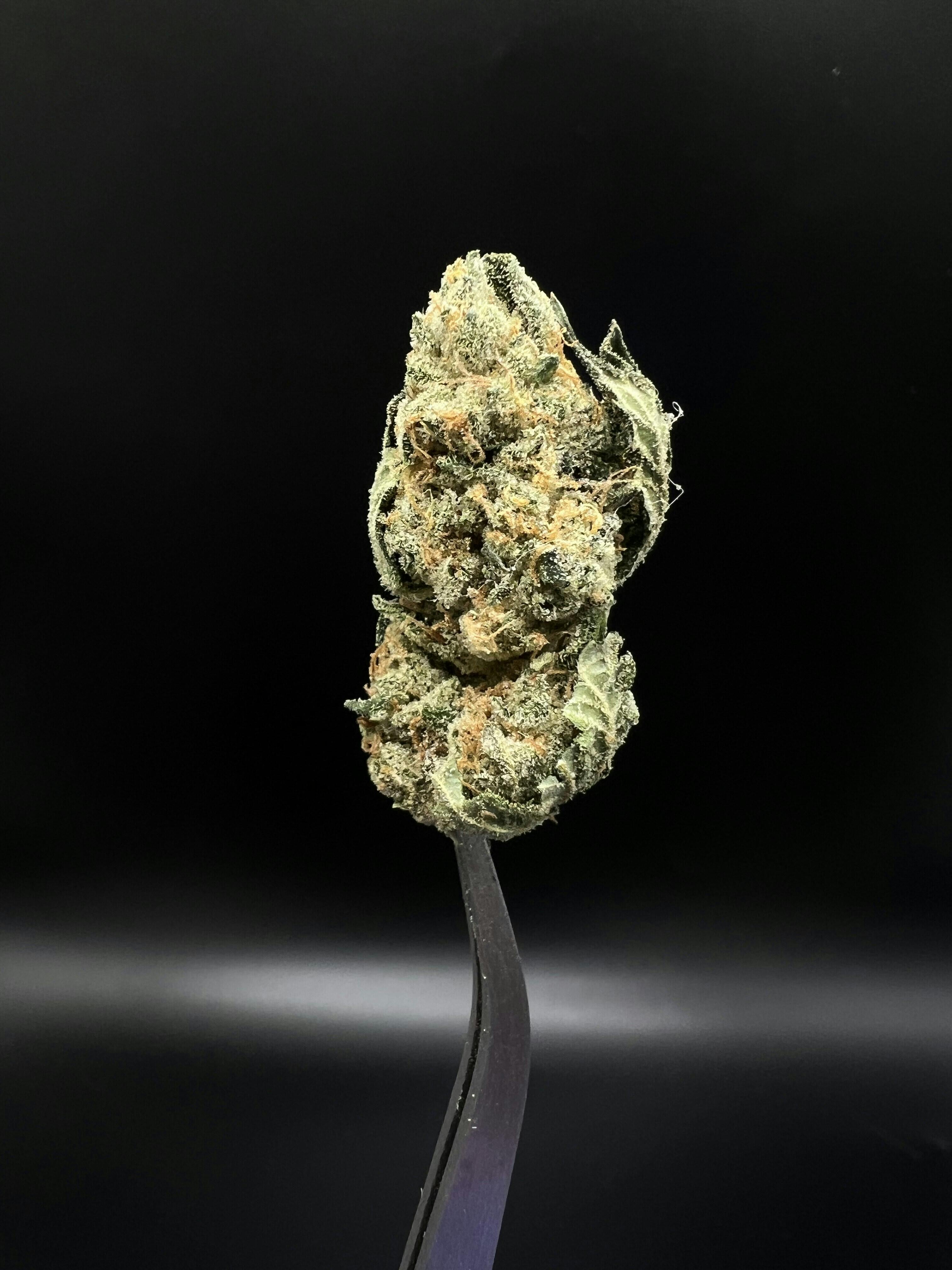 GMO - 29.86% THC 2.60% Terps
