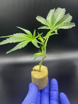 Mandarin Cookies Clone