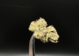 Cam's Candy Koffee - 21.30% THC 2.01% Terps