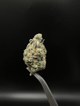 DOMO - Big Bud - 27.48% THC