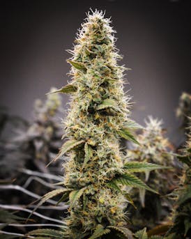 Moose Farts 14g Budget Buds
