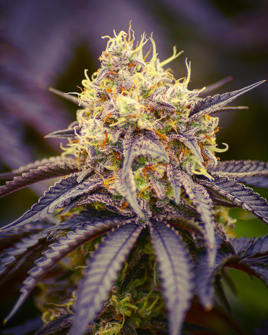 Blueberry Pie Breath 14g Budget Buds at The Fireweed Factory