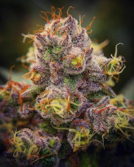 (ON SALE!) Purple Jellyfish .5g Preroll