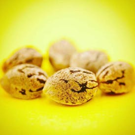 Sourdough Kush 6 Feminized Seeds