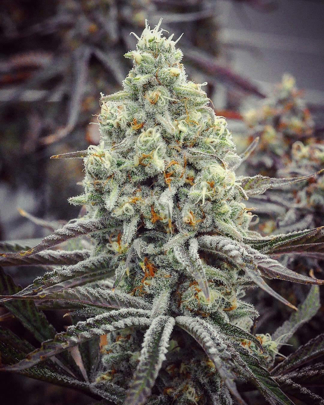 Glacier Mintz 14g Budget Buds at The Fireweed Factory