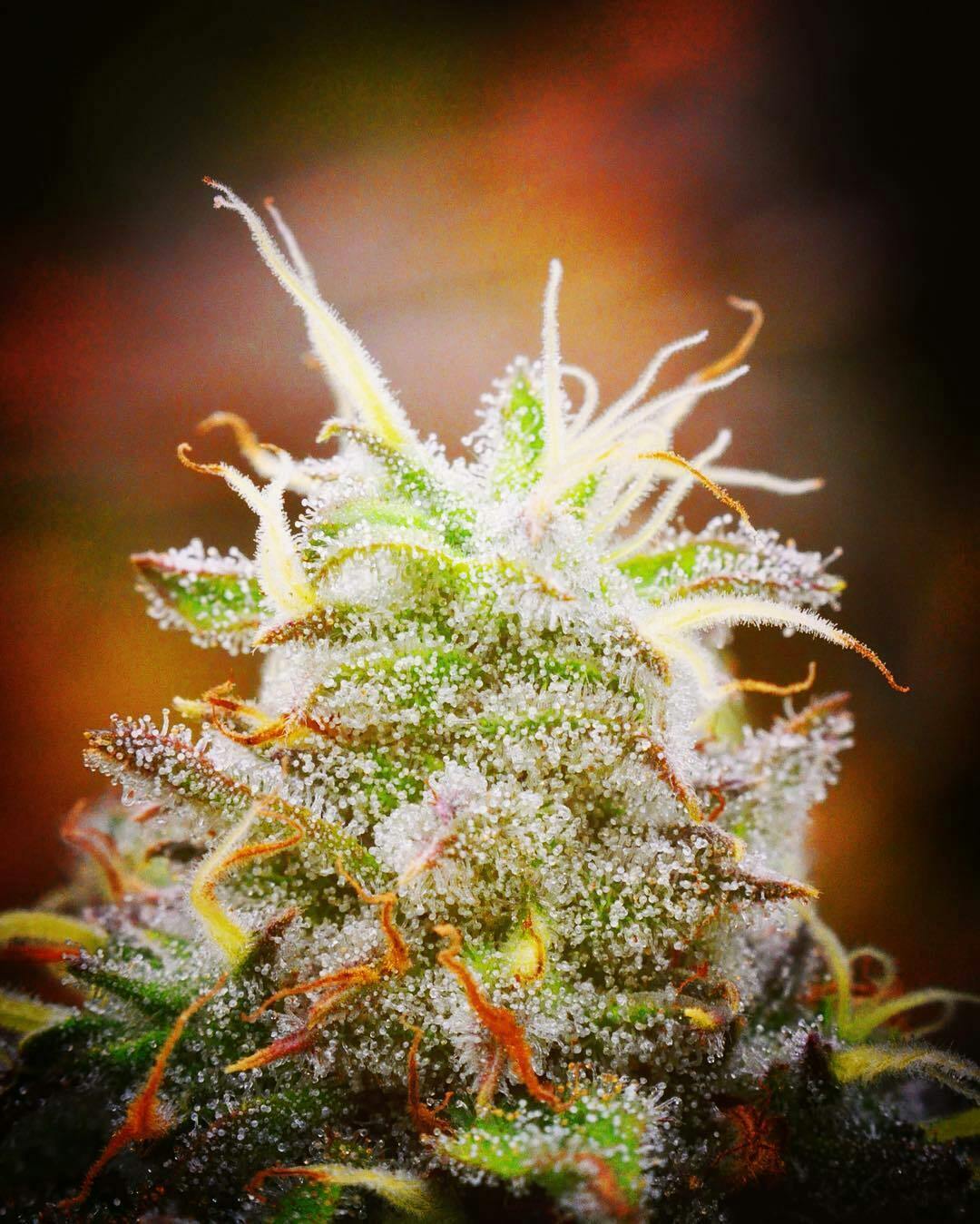 Tangerine Dream 14g Budget Buds