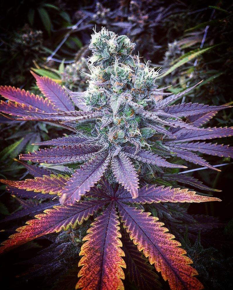Berry Lights .5g Preroll 6 Pack at The Fireweed Factory