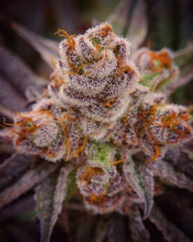 Death Cheese