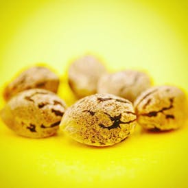 Grizzly Kush 6 Feminized Seeds