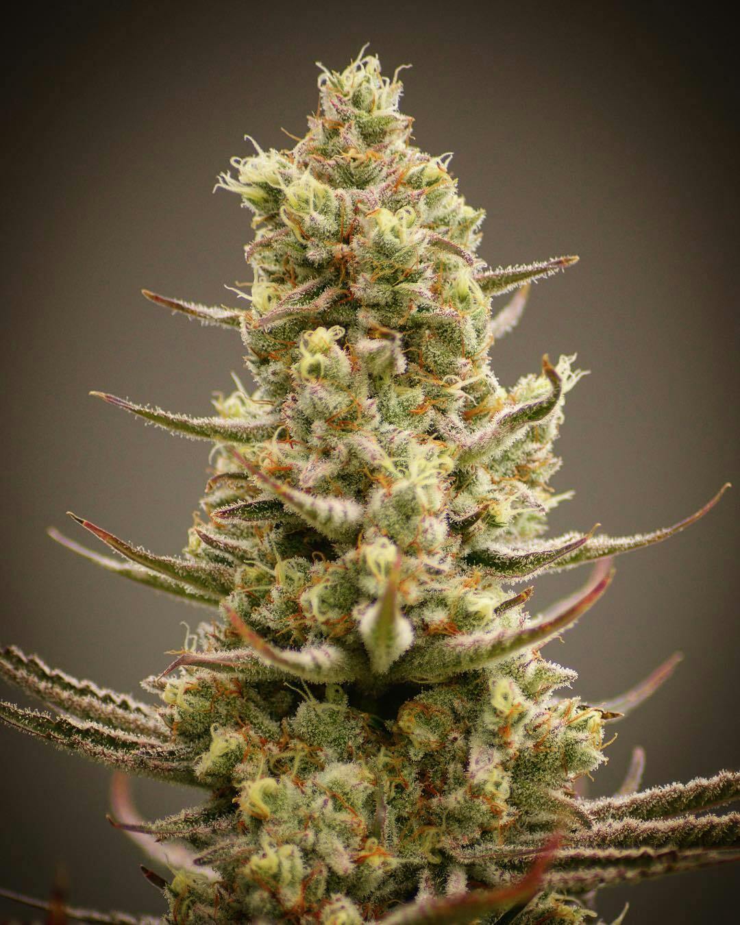 Sundog Haze 14g Budget Buds at The Fireweed Factory