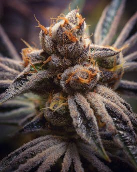 Chinookie Cookies
