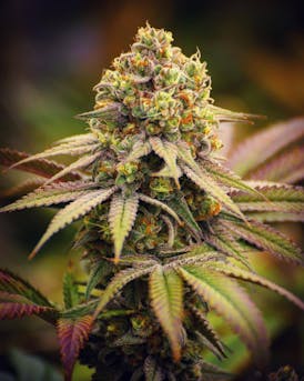 Matanuska Thunderfuck 28g Trim