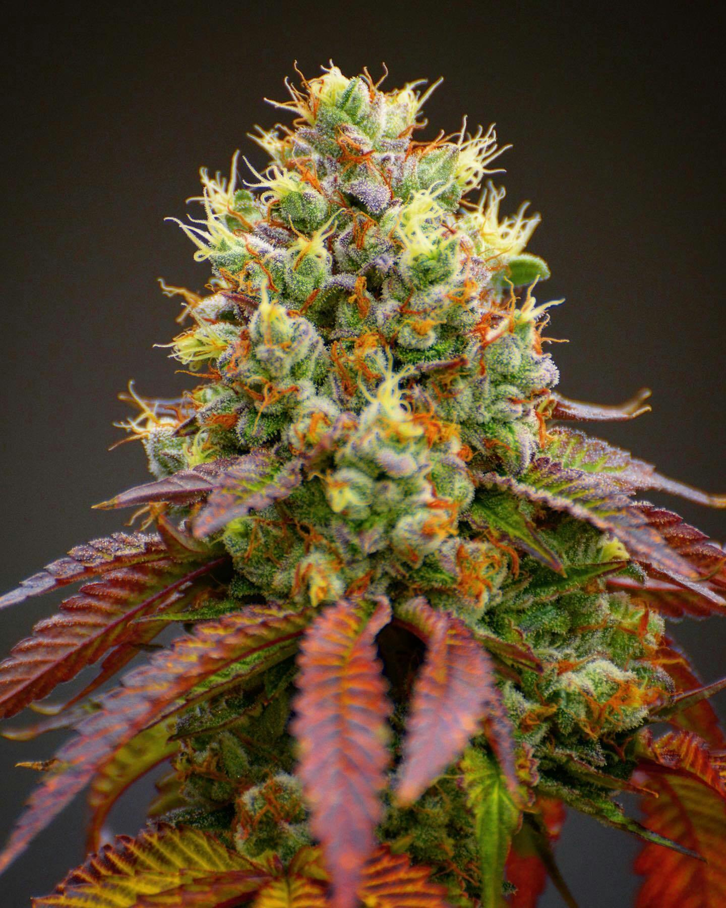 Sasquatch Og