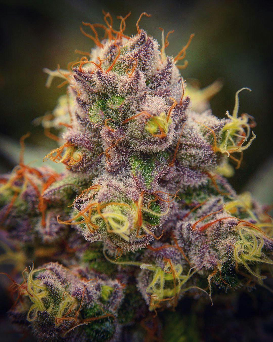 Purple Jellyfish 28g Trim