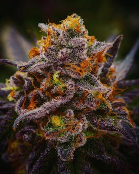 Frozen Death Cookies 1g Blunt