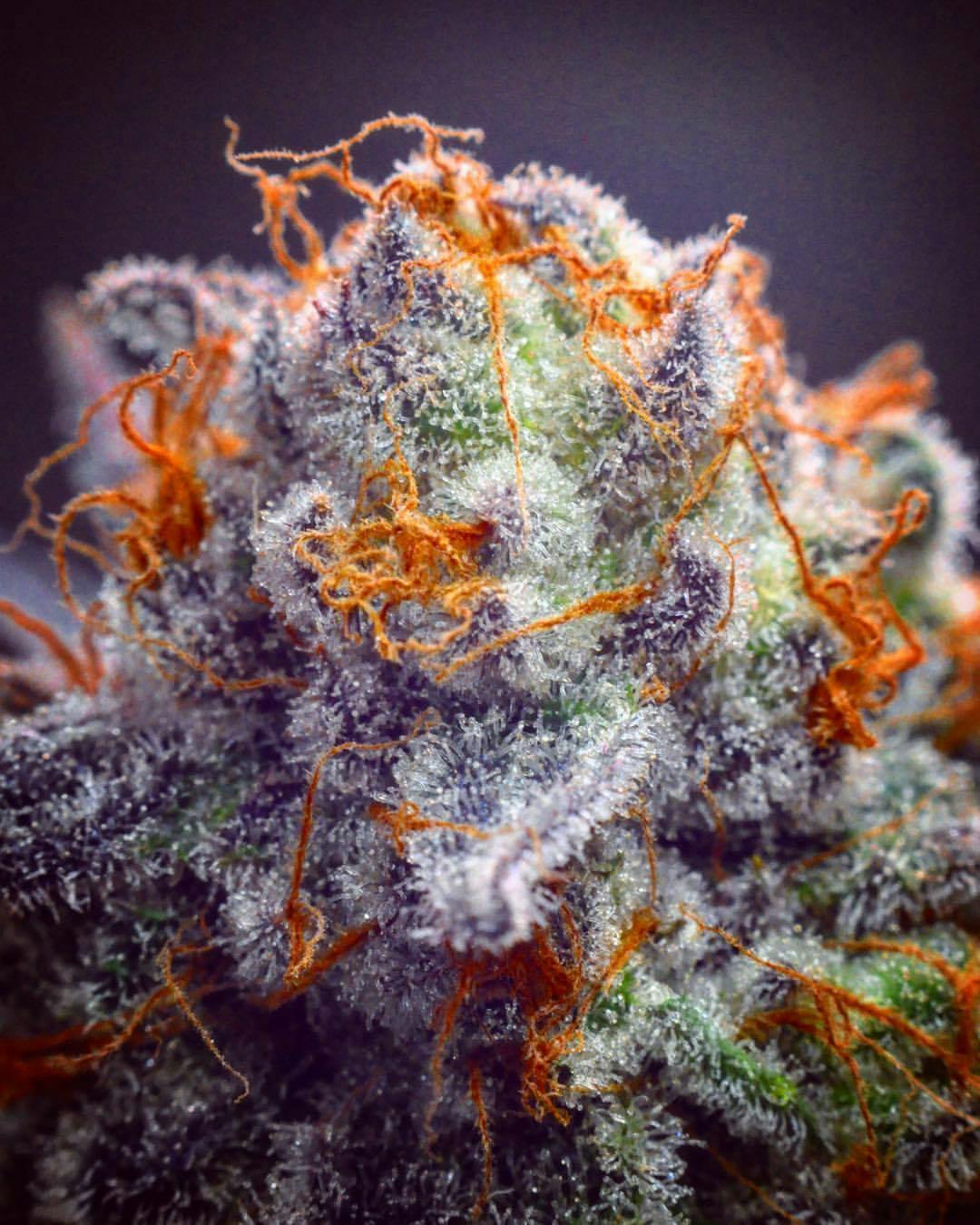 Sourdough OG .5g Preroll