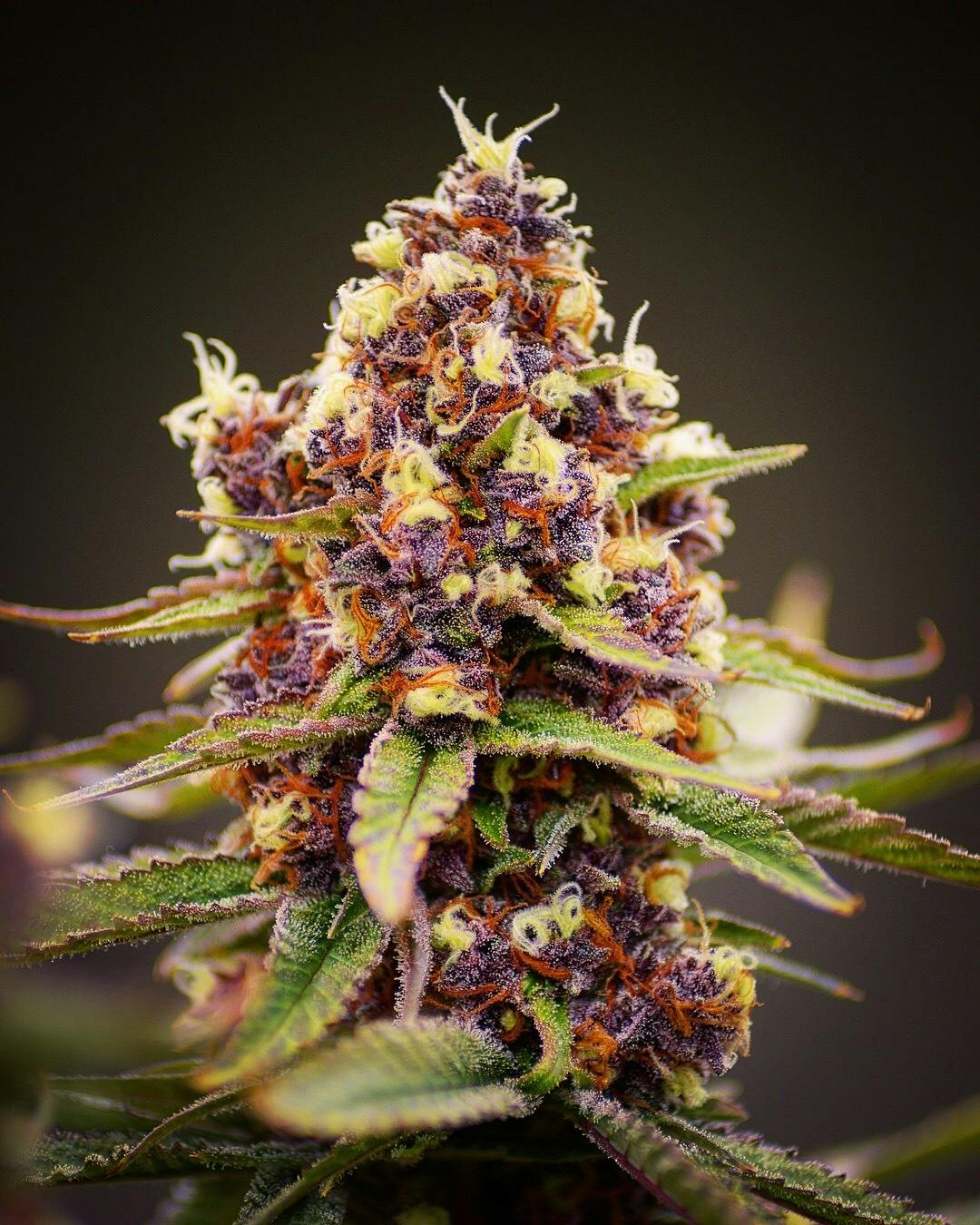 Chocolate Cherries Budget Buds