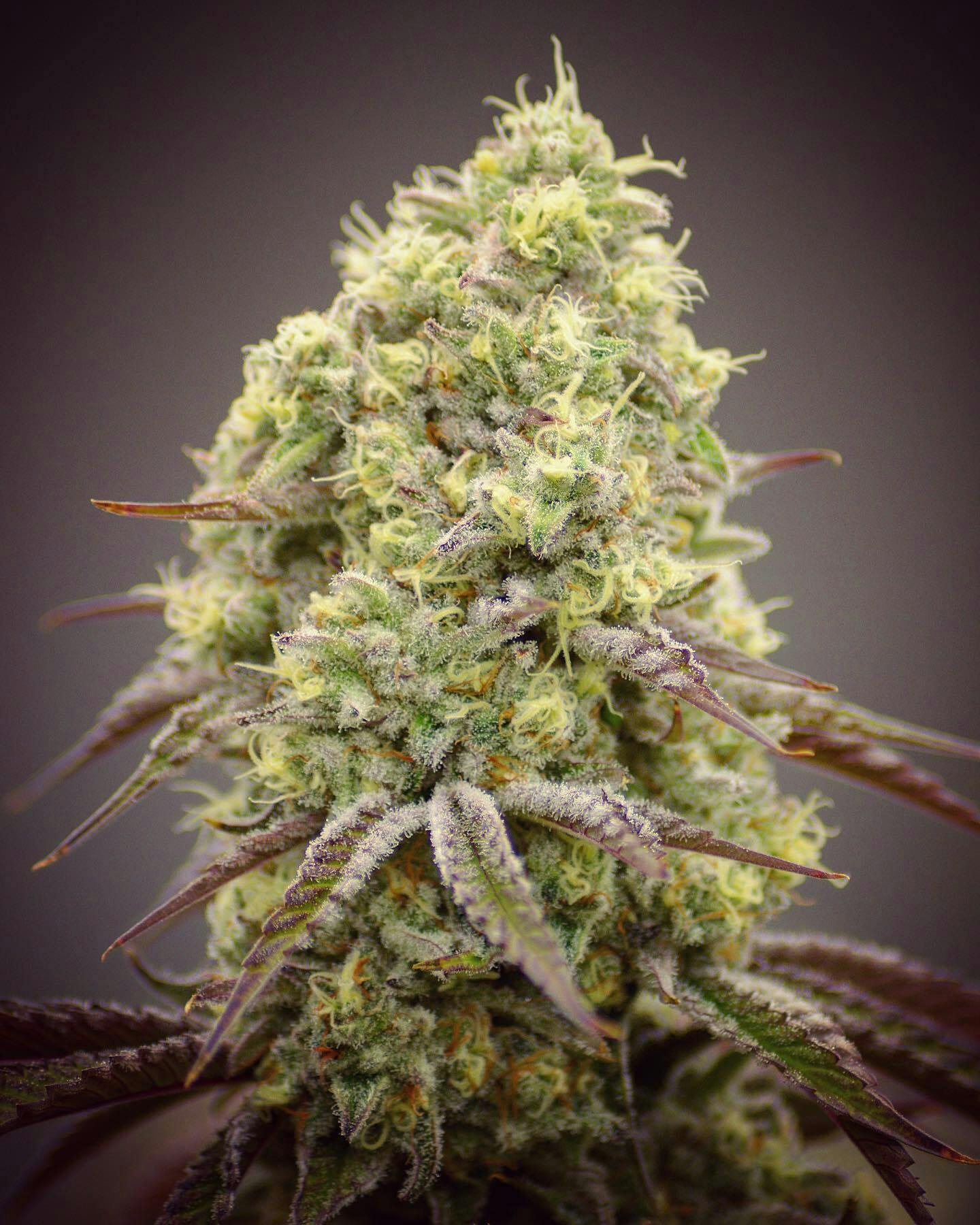 Klondike Kush 1g Trim Preroll at The Fireweed Factory