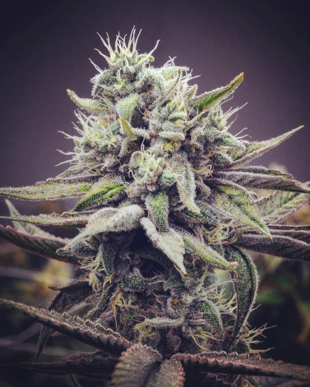 Blue Totem 28g Trim at The Fireweed Factory