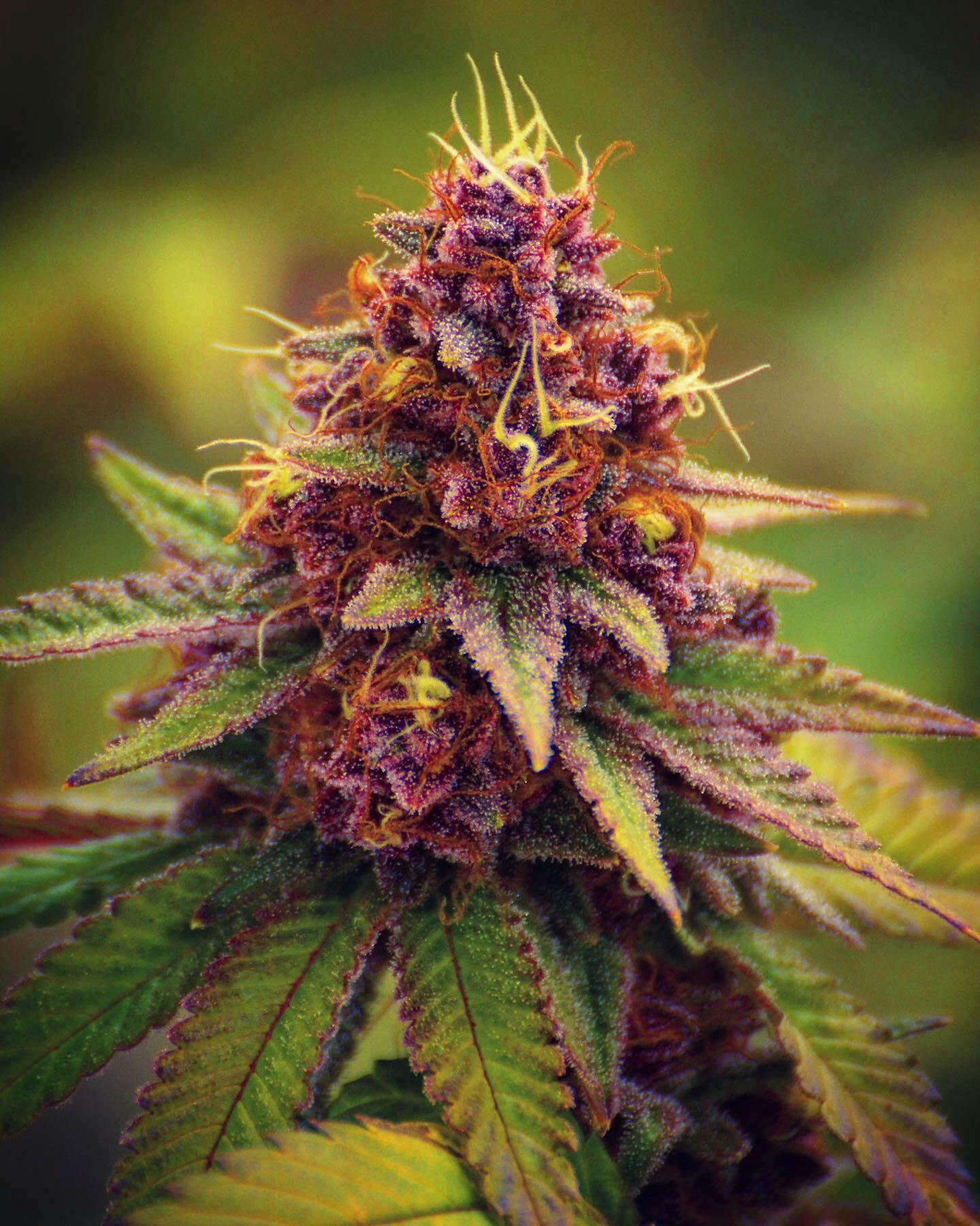 (ON SALE!) Black Wolf Kush at The Fireweed Factory
