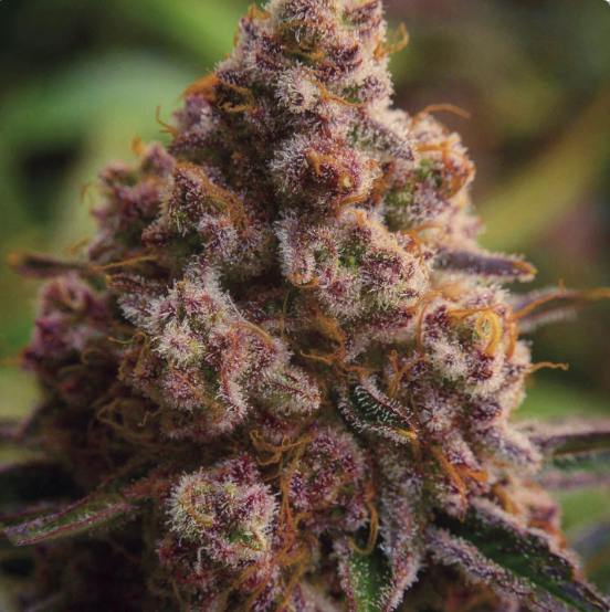 Jelly Donutz 14g Budget Buds
