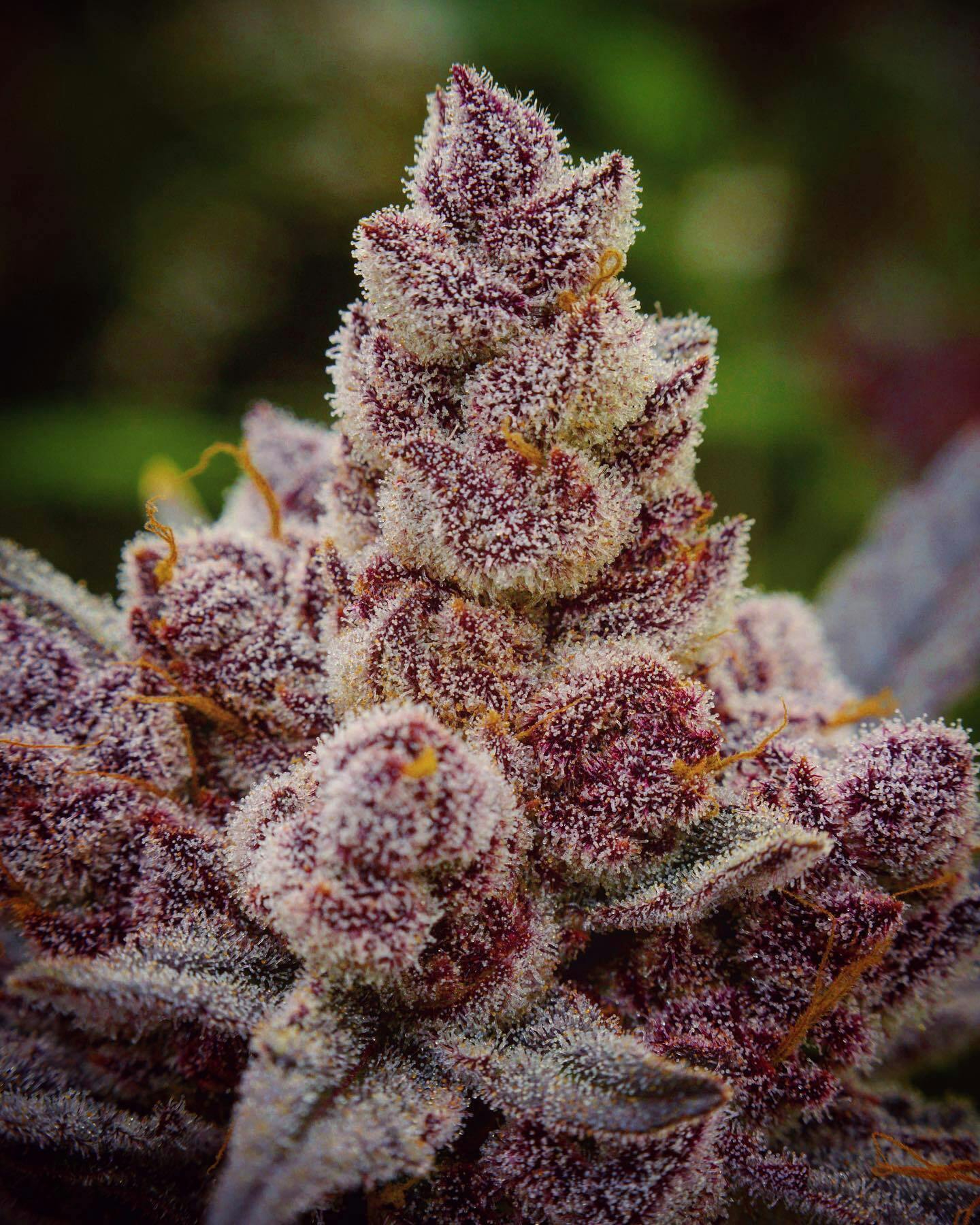 Chilkat Cherries 28g Budget Buds