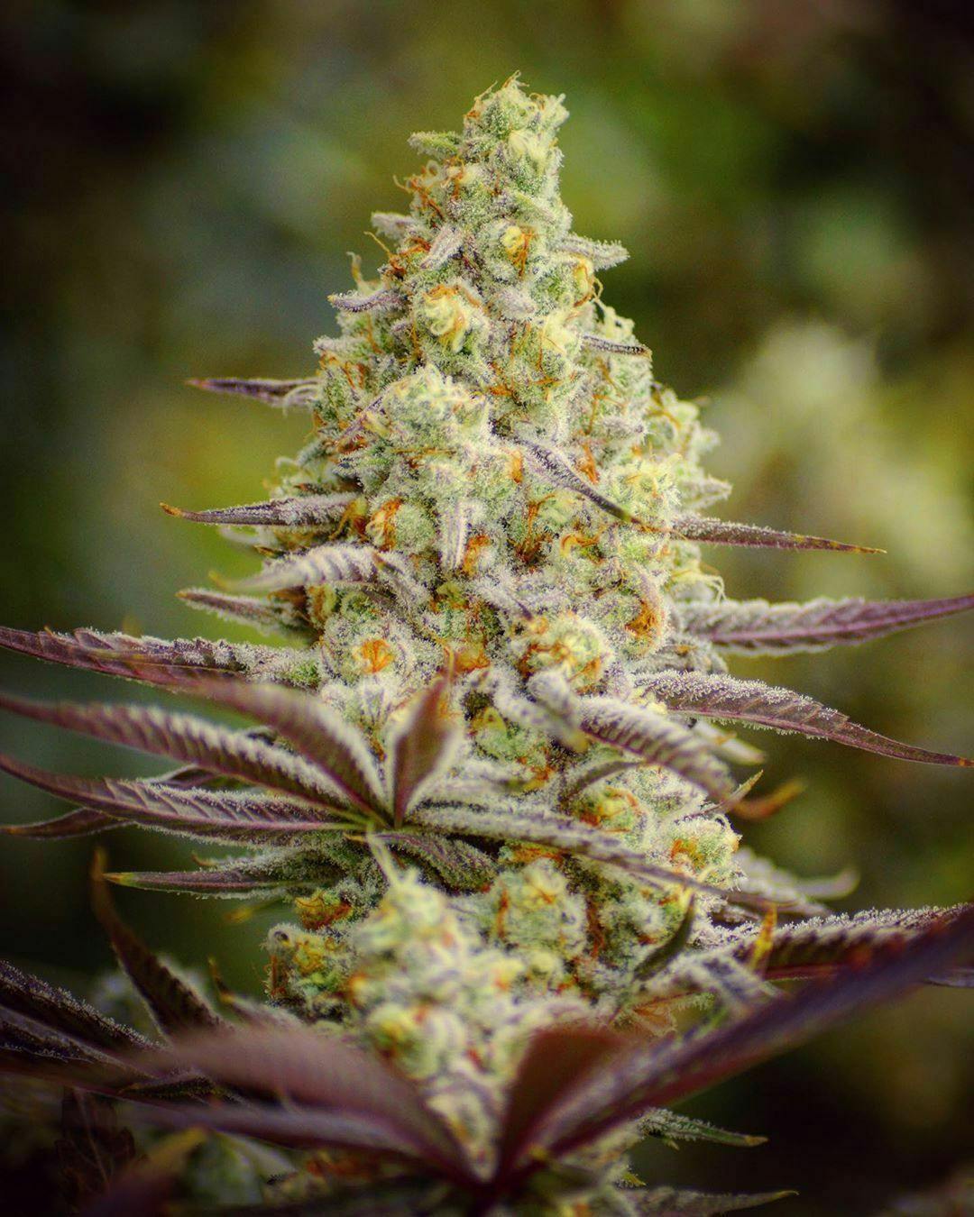 (ON SALE!) Brain Freeze at The Fireweed Factory