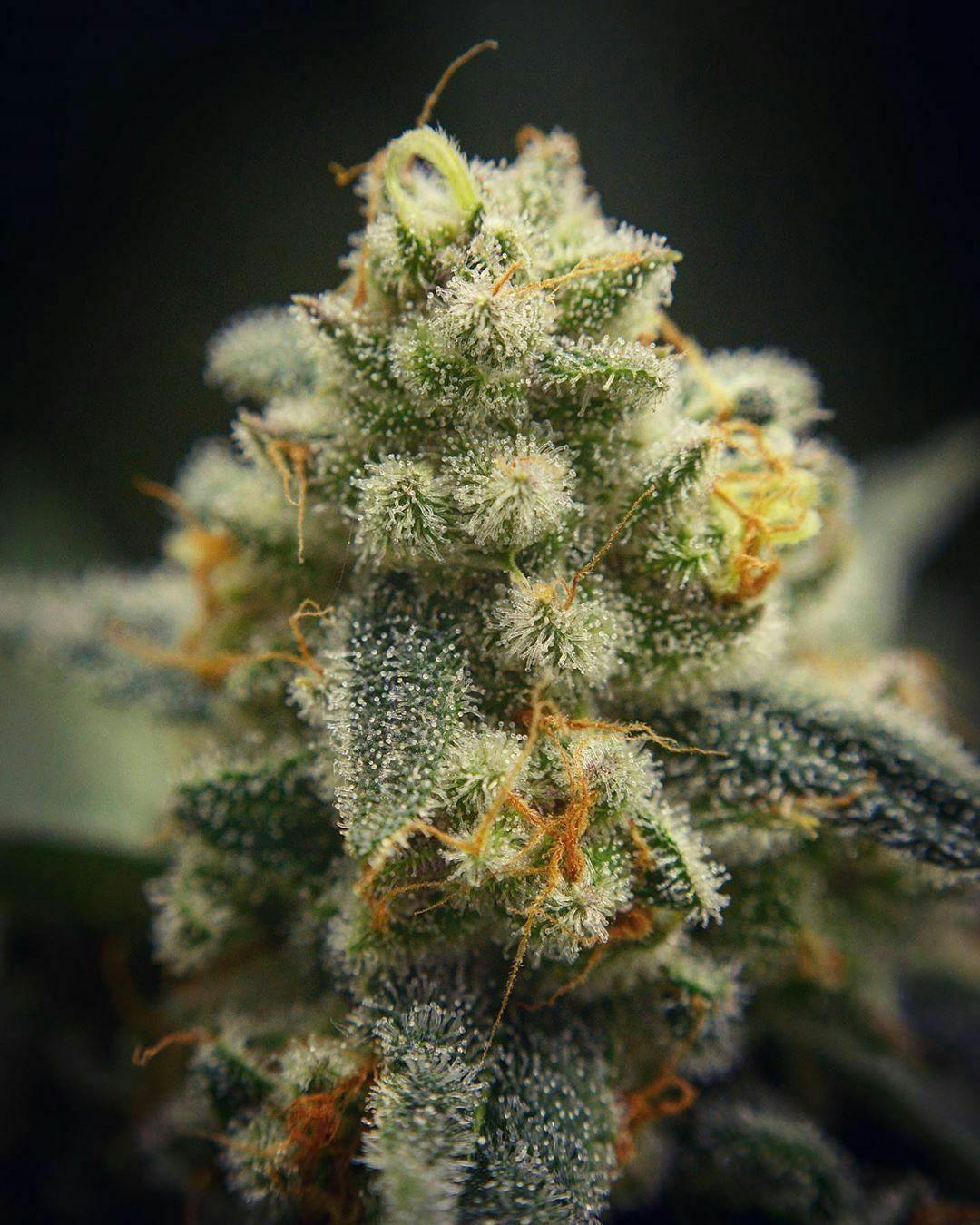 King Crab Kush at The Fireweed Factory