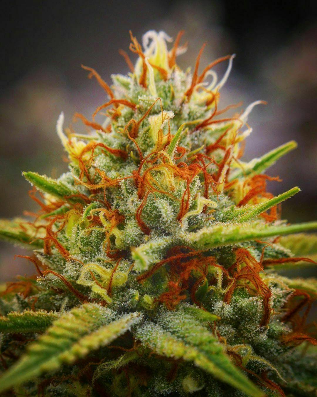 (ON SALE!) Bear Clawz 28g Budget Buds