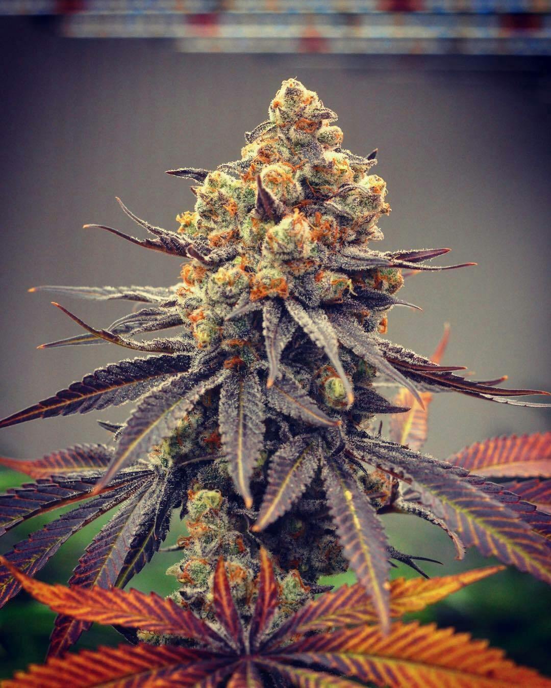 (ON SALE!) Nugget Mountain 14g Budget Buds at The Fireweed Factory