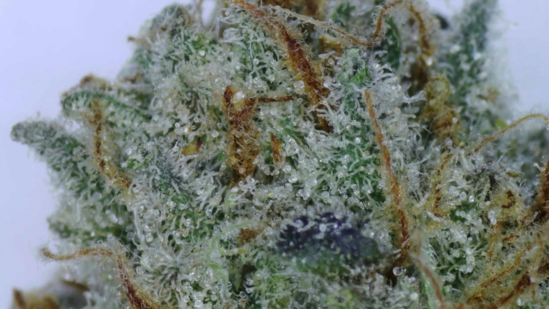 Lemonsicle - Loose cannabis product