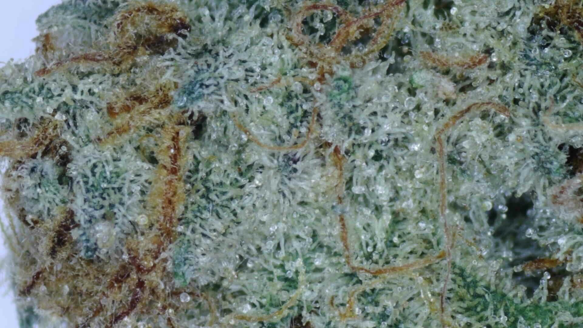 Orange Cookies - Loose cannabis product