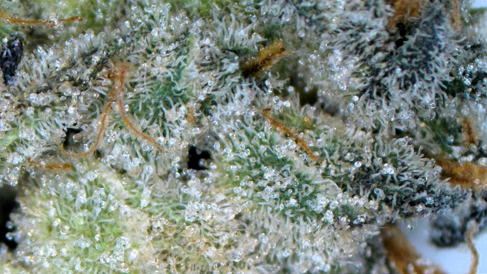 Huckleberry Haze - Loose cannabis product