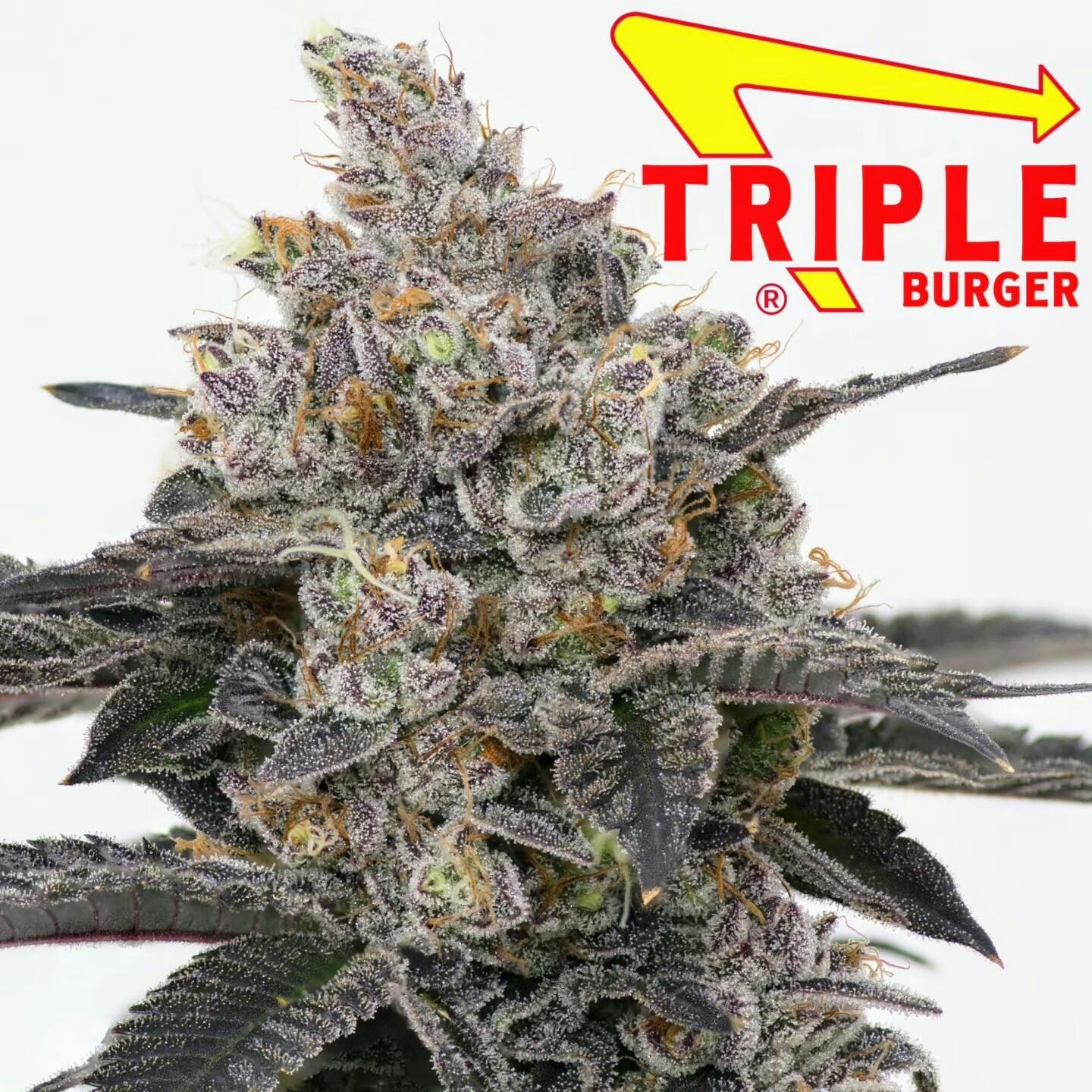 Triple Burger FLOWER (I) PFD SALES