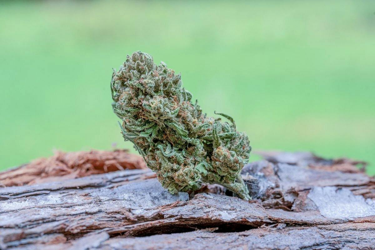 Farm Cut: Jack Herer