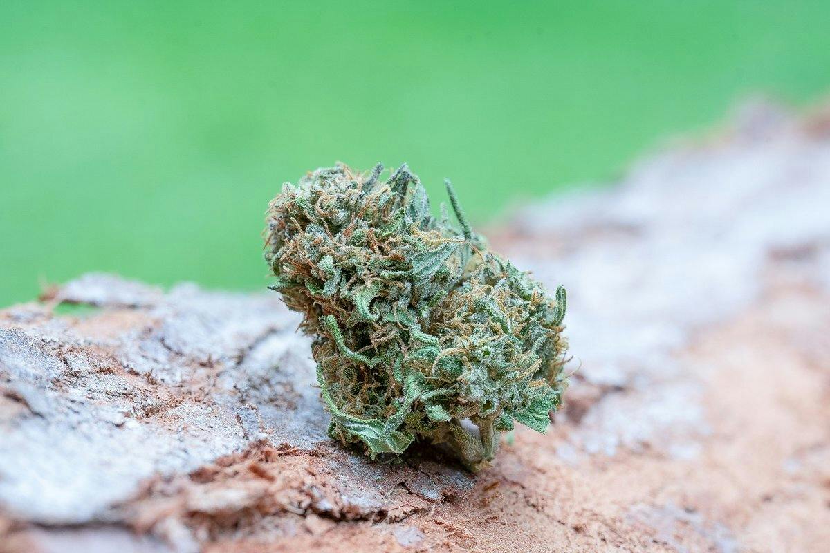 Farm Cut: X Emerald Spirit Botanicals
