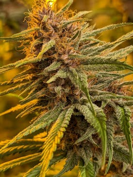 Platnium cookies