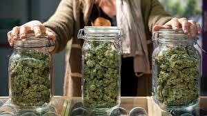Everyday 5+ Strains $100.00
