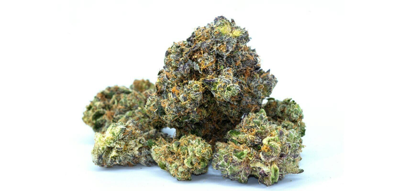 Purple Kush