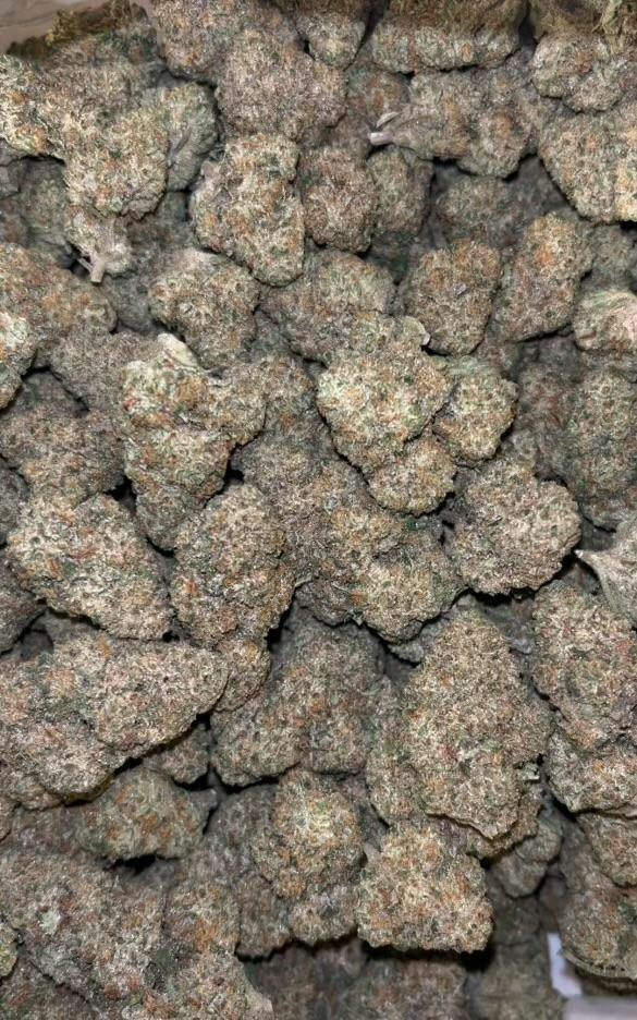 Mint Chocolate Chip