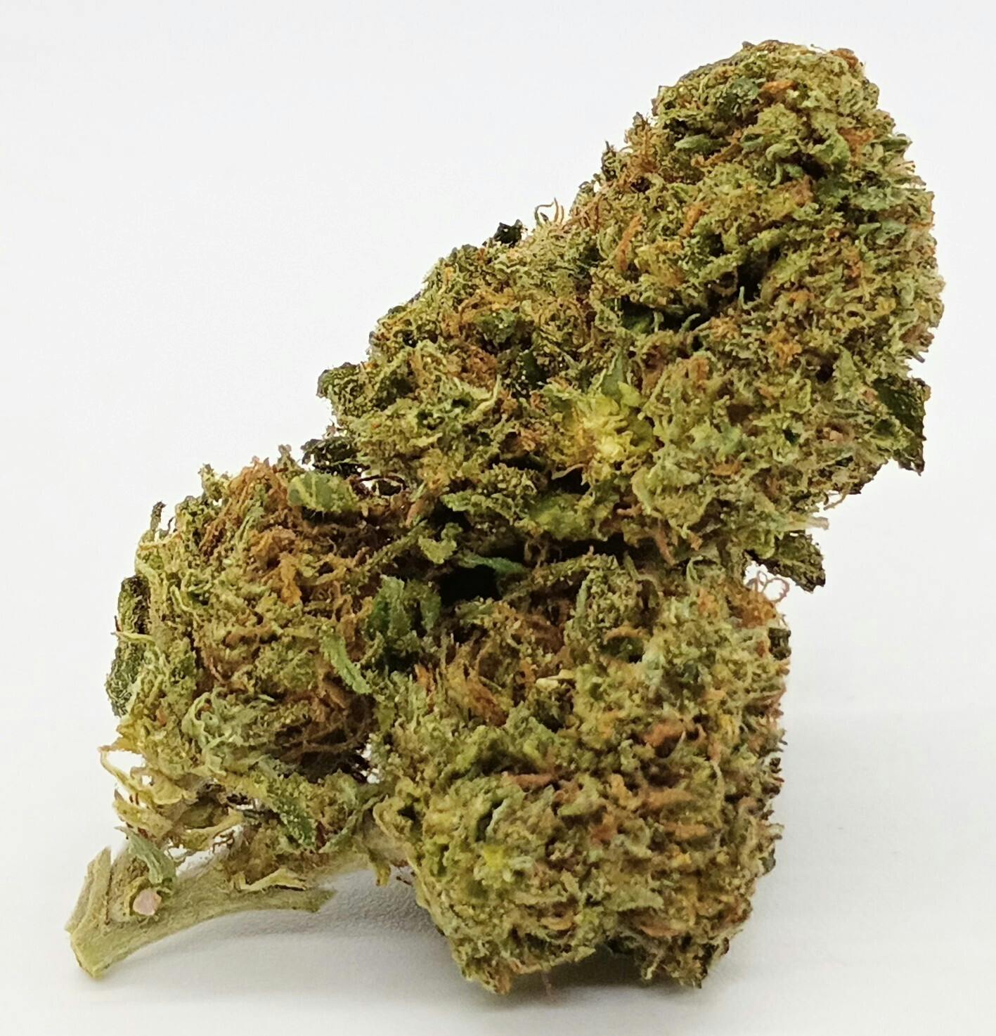 White Truffle