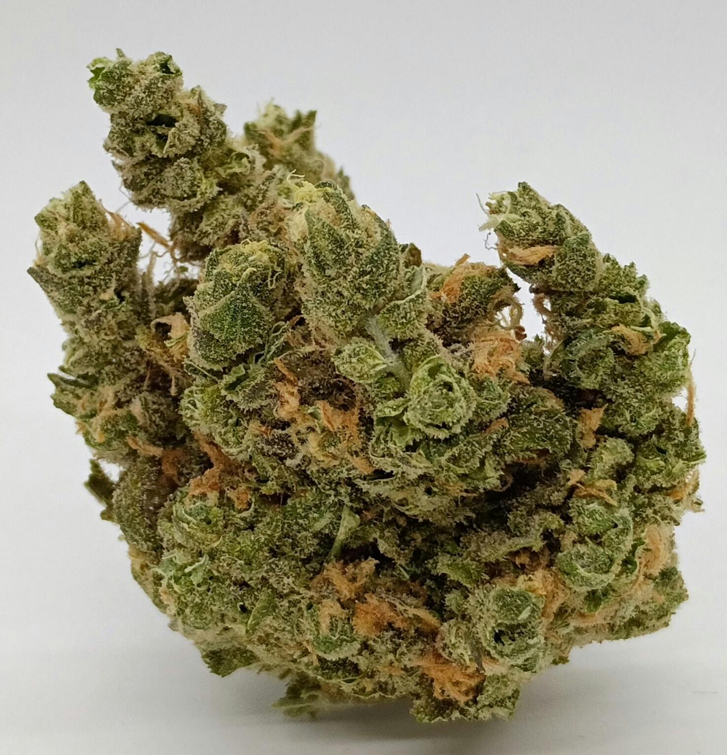 Blue Dream at New Millennium