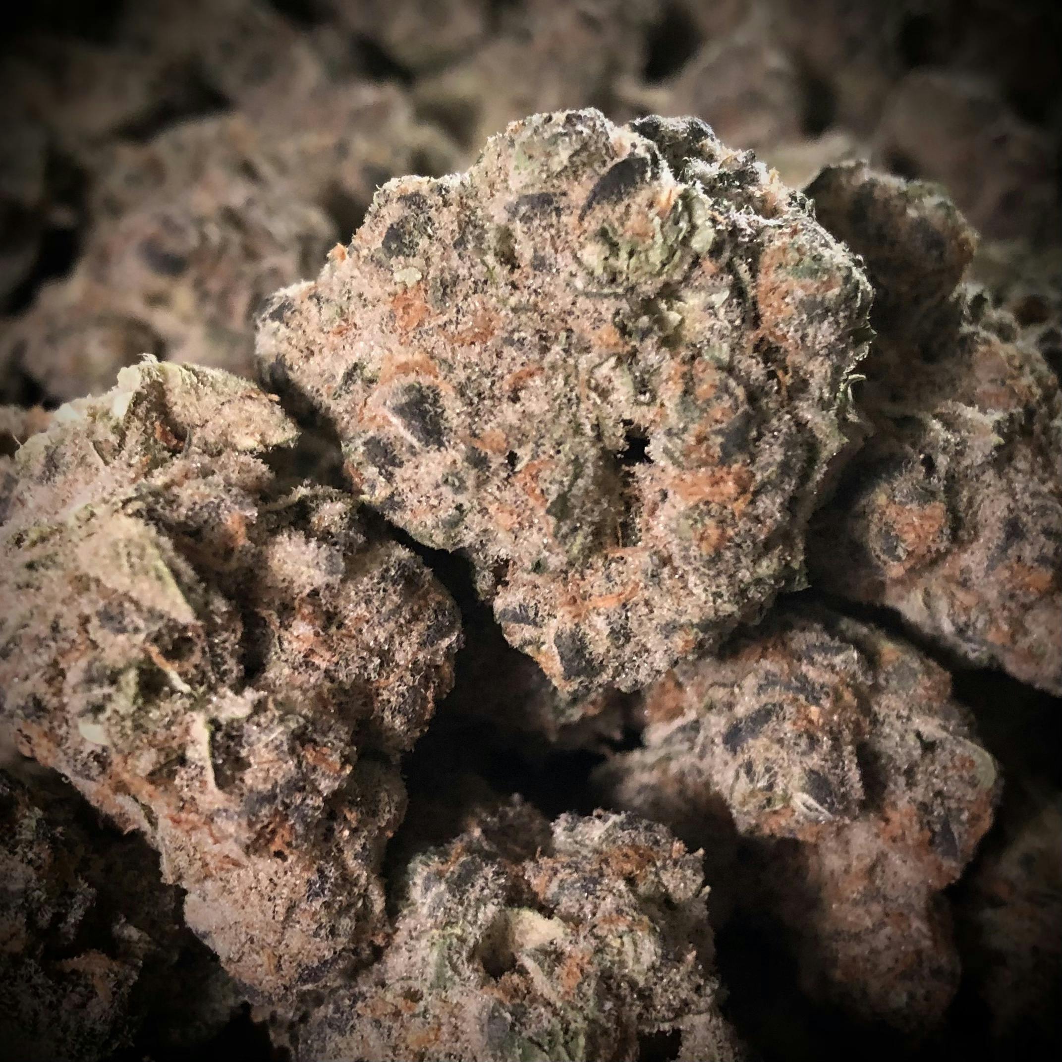 Candy Master Star Dawg at Natural Wellness