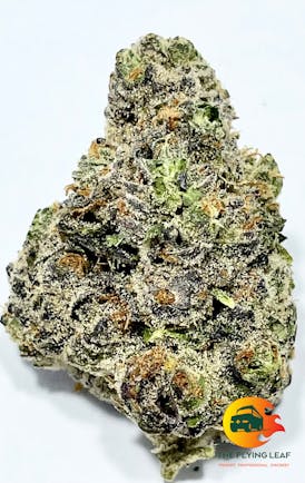 GMO Sherbert