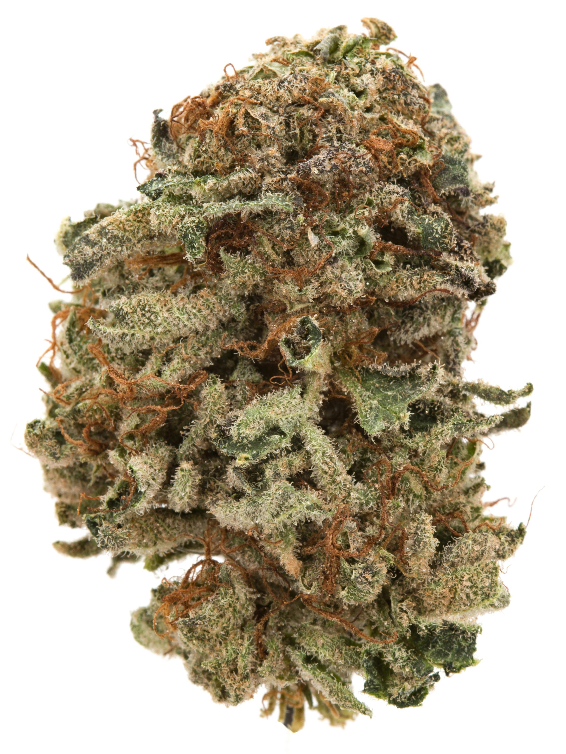 Well Rooted Genetics | Headbangerz | Big Buds | 3.5g by Well Rooted Genetics